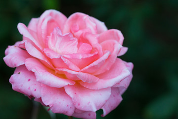 Bush blooming pink roses