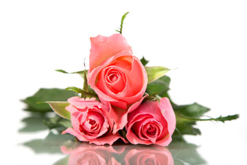 Three pink roses isolated on white background