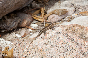 Lizard sunbathing at a rock