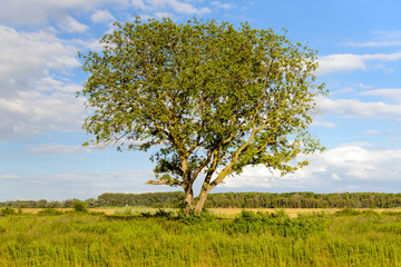 Irregularly shaped tree in a large nature reserve