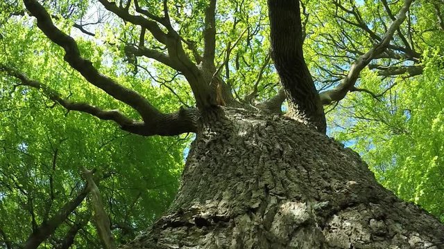 old oak in springtime