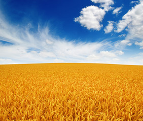 wheat field and sky