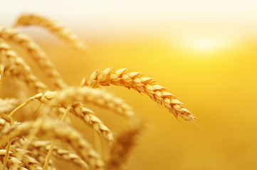  Wheat field on sun