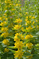Goldfelberich, Lysimachia punctata