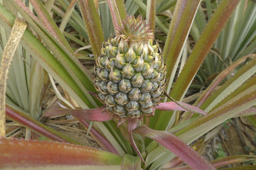 pineapple in a field at Khaolak Thailand