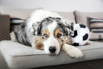 Ein Australian Shepherd liegt auf einem grauen Sofa mit einem Fußball zwischen den Pfoten und mit konzentriertem Blick nach vorne. 