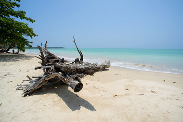 Fototapeta premium old tree at white sand beach Khao lak