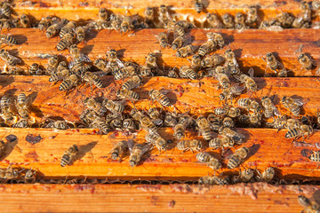 Close up view of the bees swarming on a honeycomb.