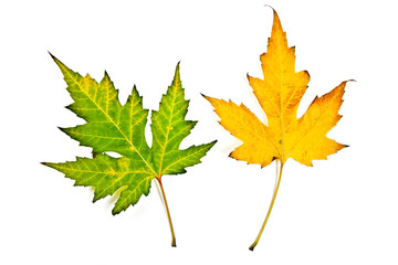 Autumn maple leaves isolated on white background. With clipping