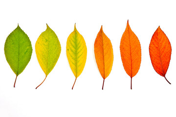 Naklejka premium Assort of different autumn leaves isolated on white background.