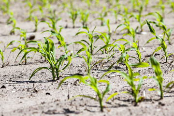 agricultural field with corn