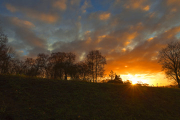 trees in the park at sunset