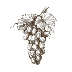 grapevine hand drawn sketch