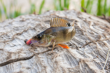 Perch fish just taken from the water.