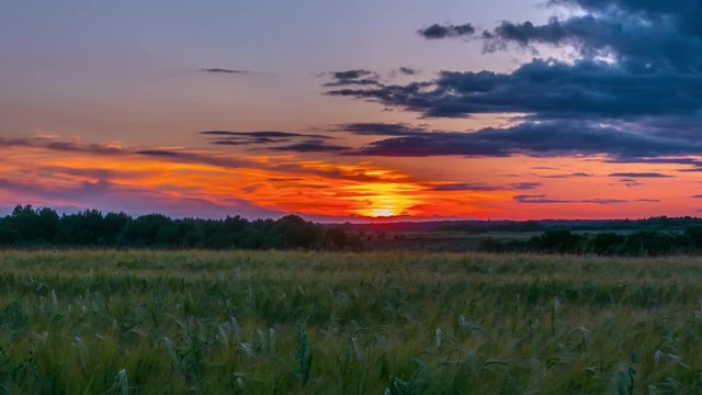Rye field and sunset, timelapse
