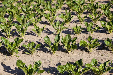 field with beetroot