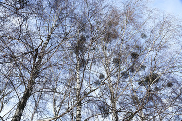 Birch tree in winter