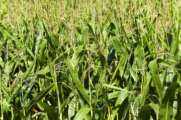 Fototapeta premium ear of corn