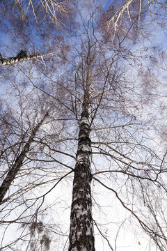 Birch tree in winter