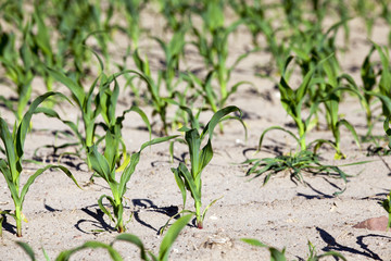 Field of green corn