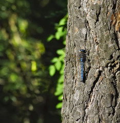Blue Dasher Dragonfly on pine trunk
