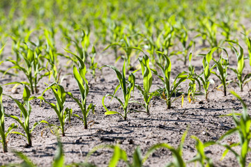 close up of corn