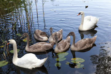 Swans family pond