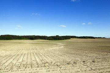 Corn field, summer time