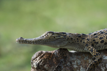 crocodile is resting on the rock