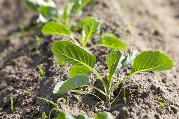 Field with cabbage