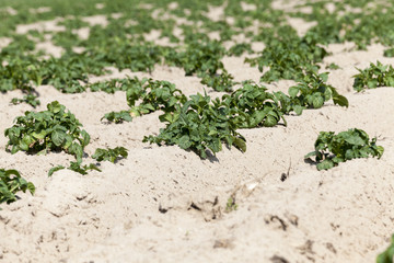 Potatoes in the field
