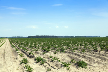 Agriculture, potato field