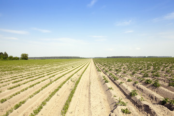 Fototapeta na wymiar green carrot field