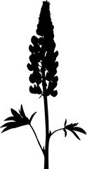 lupine flower silhouette isolated on white