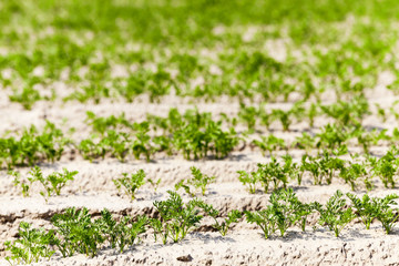 Field with carrot