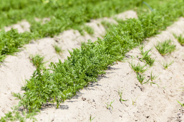 Field with carrot