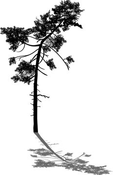 isolated black curved pine with shadow