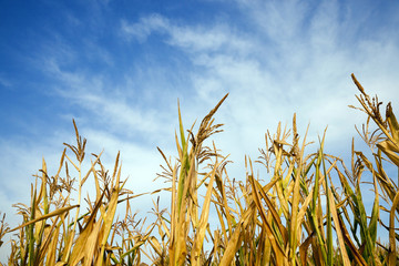 Field with corn