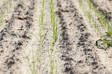 field with green onions