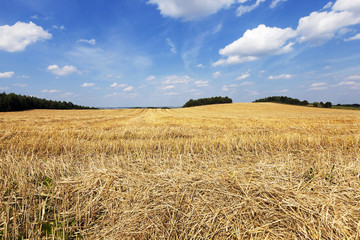 harvest of cereals