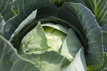 Obraz premium green cabbage with drops