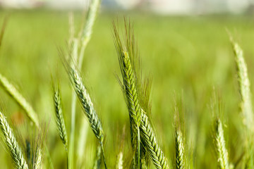 green cereals, close-up