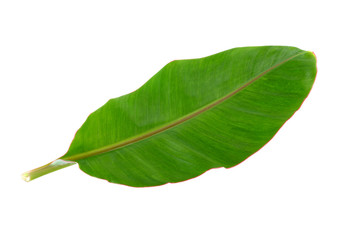 banana leaf on white background