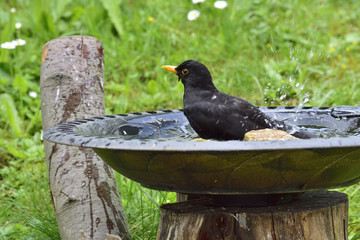 An der Vogeltränke