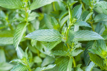 Green mint leaves © silversoul