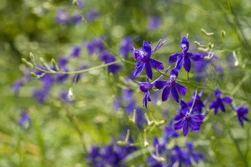 Field violet flowers