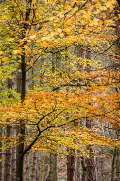 Trees in autumn, Gragg Vale, Calder Valley, Yorkshire