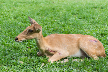 Injured antelope
