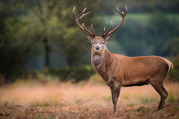 Red deer (cervus elaphus) stag during rut in September