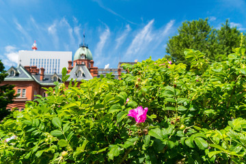 北海道庁旧本庁舎とはまなす